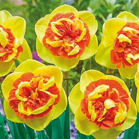 kiwi sunset daffodil|Buy Kiwi Sunset Daffodil 